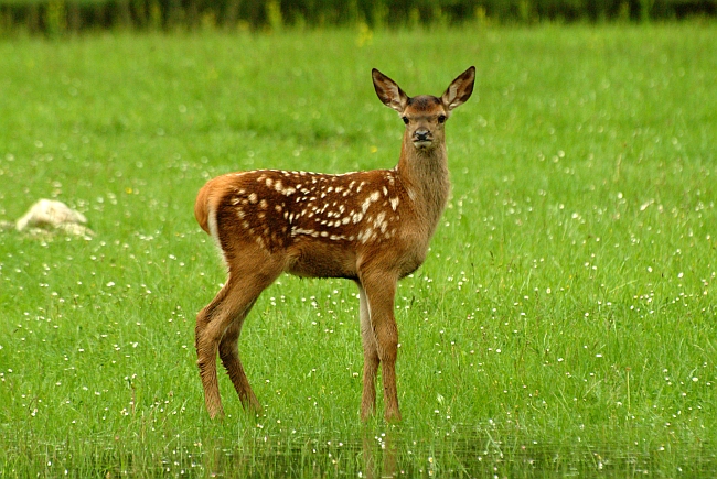 PASSIONE PER IL CERVO